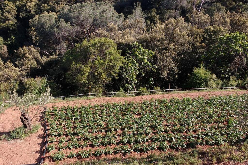 Cottage Eco-Friendly Barcelona Country Side La Garriga Exterior foto